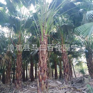 Fan Ye Kui Tall Palm Tree Ground Seedlings Baijia Horticulture Height 2m Palm Tree