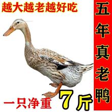 鸭货生鲜老鸭子三年老鸭散养老鸭子3年老现杀麻鸭笨现杀批发包邮