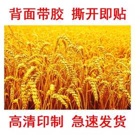 五谷丰登丰收贴纸背景墙贴麦田图片壁画稻谷自粘海报麦不干胶贴纸