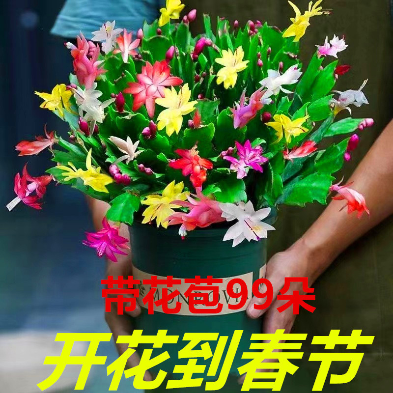 10天开花多色进口蟹爪兰花苗盆栽带根室内阳台好养花卉四季开