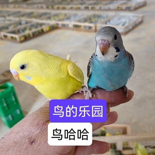 �ܽ��fԒ�Ļ�Ƥ�W�^�B���µ���ֳ���ֵ�������H�˵Č����Bһ��