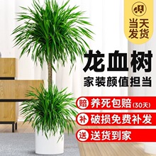 ��Ѫ�����ԾGֲ�҃ȴ��Ϳ͏d���辰�滨���F��횘��k�������ֲ��