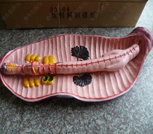 �̌W�x����������33104������ģ��