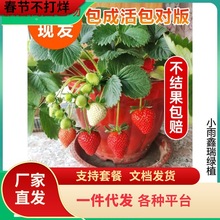 һ�����l���Ͳ�ݮ�����ԷN���ӎ��莧���̨�Nֲ������t��ļ��Y