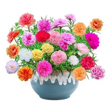 ذ̫ꖻNӷNСN҃ȴ󻨻ܰļN_