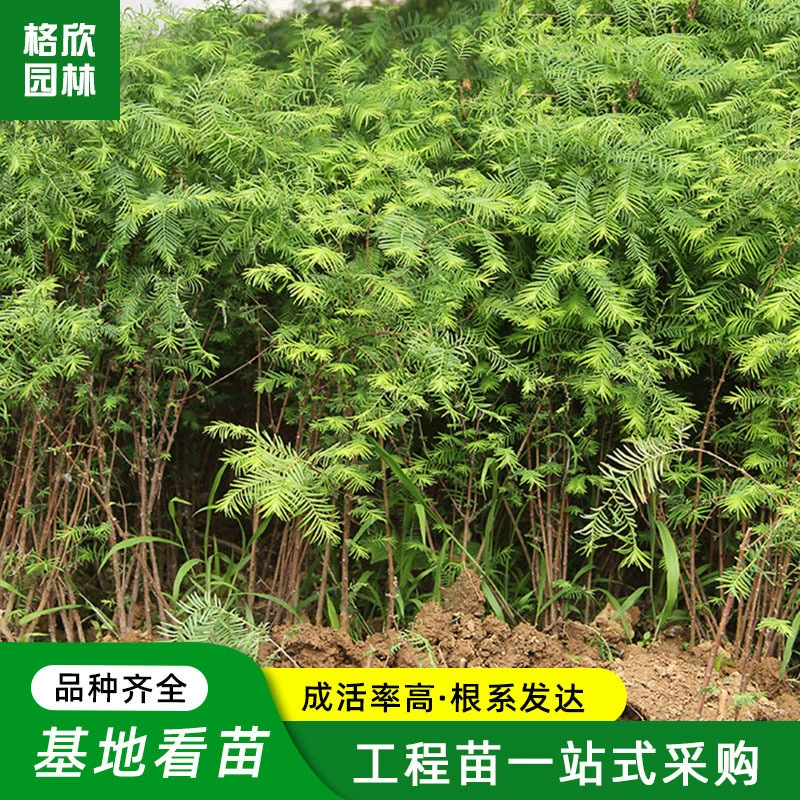 Быстрорастущие саженцы Metasequoia glyptostroboides оптовый проект озеленение Golden Leaf Metasequoia glyptostroboides красивые лиственные деревья спецификации все деревья метасеквойи