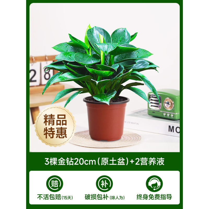 20cm 골든 다이아몬드 3개 + 오리지널 화분 + 영양액 [한정판매]