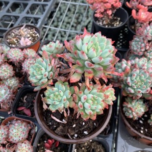 �{�O�������Ϙ�����������^������ׯ���󶬼��������ֲ��