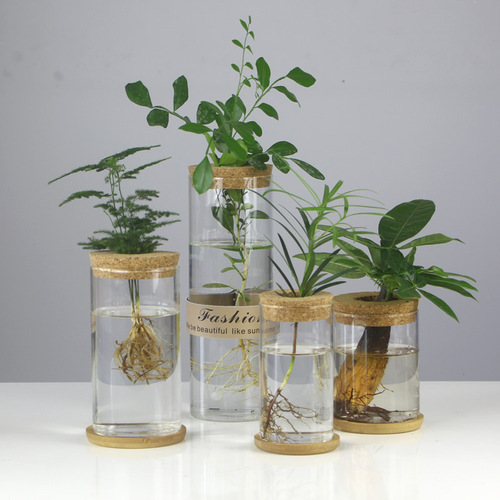 Creative hydroponic glass vase transparent micro-landscape ecological fish tank ornaments pothos water-cultured plant flower arrangement crafts