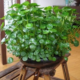 Copper Money Money Grass Water Culture Seeds Hydroponic Soil Culture Balcony Indoor Courtyard Formaldehyde-Absorbing Four-Season Potted Plants