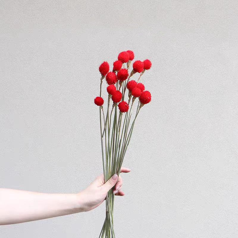 Flores de inmortalidad rojas decoración de boda flores secas de Año Nuevo para dar la bienvenida a los huéspedes frijoles de dragón grasa colgando arroz al por mayor