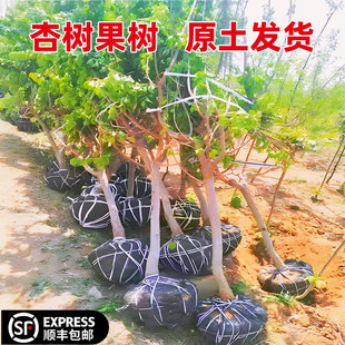 �ش��Ә��玧����������������޽���������䮔��Y���ϱ����Nֲ