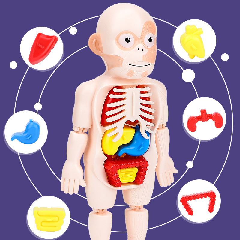 ciencia y educación transfronterizas modelo de esqueleto humano estructura de ensamblaje mecánico órganos esqueleto anatomía viscera juguete de puzzle para niños