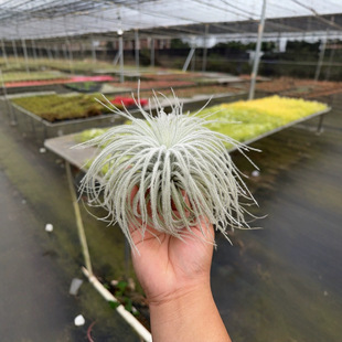 Air Orchid Wholesale Soilless Plant Potted Green Plant Feather Duster Confession Many Fluffy Air Orchids