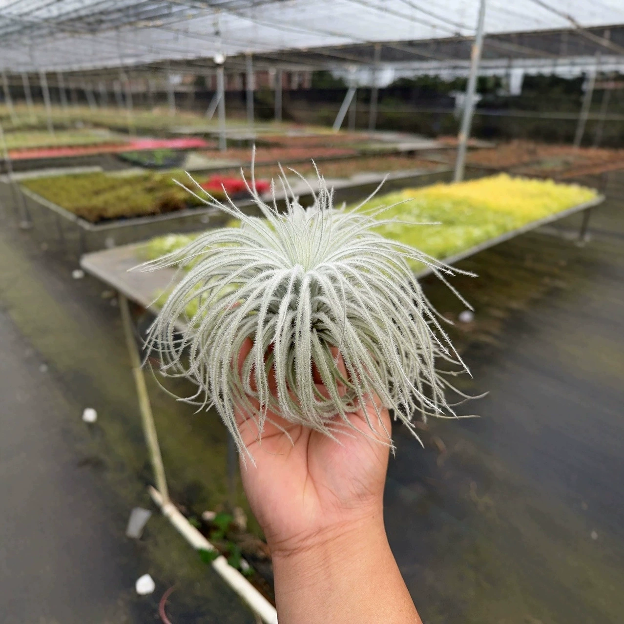 Оптовая продажа воздушных орхидей, безземельные растения в горшках, зеленые растения, перьевая тряпка, признание, много пушистых воздушных орхидей