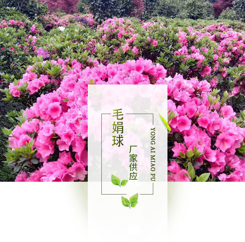 基地批发精品杜鹃球 园林花灌木杜鹃球 杜鹃绿化常绿灌木球毛娟球-阿里巴巴