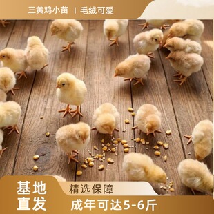 ���S�u����ɮ�����ɮ�����#����ֱ�l·�p����#