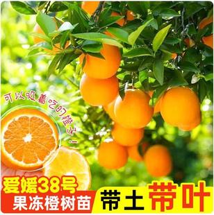 ����38̖�����Ș������ڳ��Ә��玧�����~�޽Ӹ߮a���ǳȹ������