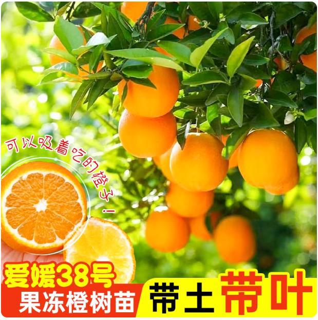 爱媛38号果冻橙树苗正宗橙子树苗带土带叶嫁接高产冰糖橙果树果苗
