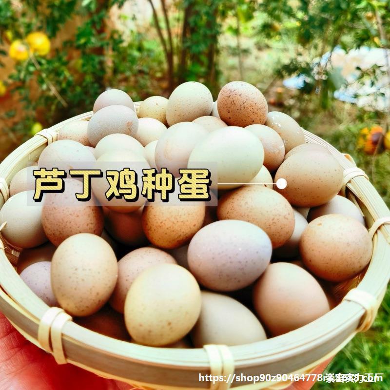 批发芦丁鸡受精蛋可孵化迷你鸡网红鸡卢丁鸡种蛋德系变异白瓦灰