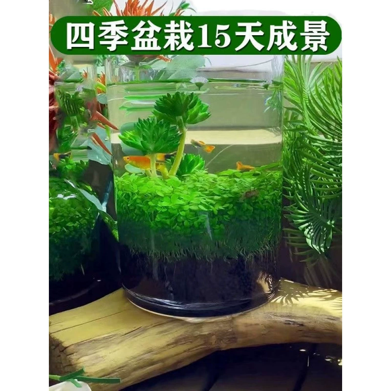 Aquatic plants, creative aquarium, bottle