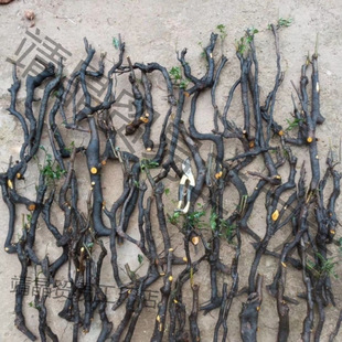 �������辰�Ϙ��k���ҽ����Ә�ƿ�m��Ѫ�t���J�[�O�Ϙ�����옶