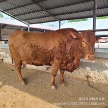 �����Sţ��ô�� �����Sţ�������ض��� ��ľٝţ��ţ����