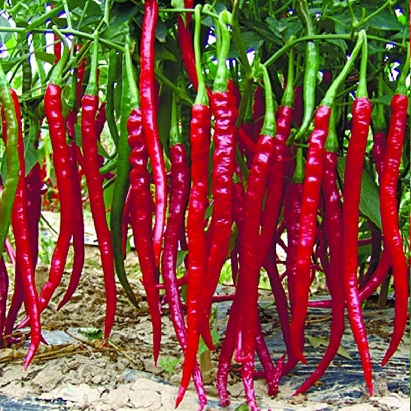 辣椒种子长线椒种子青红两用辣椒籽农家菜地大棚四季易植蔬菜种子