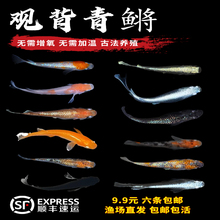 6BVQ观背青鳉淡水观赏鱼魔法鱼冷水鱼小锦鲤金鱼灵鳉水族活体宠物