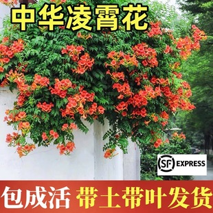 Cold-Resistant Lingxiao Flower Seedlings, Climbing Vines, Four-Season Blooming Florals, Large Seedlings, Green Plants, Potted Plants, Courtyard Balcony Firecracker Florals, Wisteria