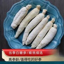 长白山白糖参糖泡参可搭配太子参儿童开胃健/脾煲汤滋补材料