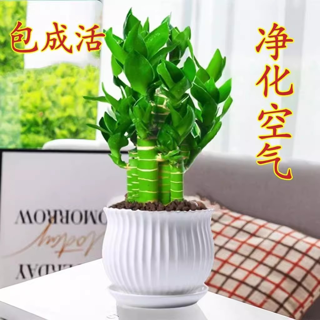 步步高观音竹富贵竹荷花竹水养土培盆栽室内客厅吸甲醛植物