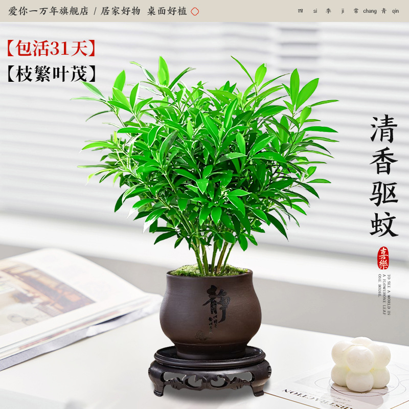 모기퇴치대나무와 편백나무 + 정적자색모래대야 + 원형베이스 (포장석 + 영양액 포함)