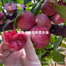 芙蓉李子苗果树苗血丝李子树苗嫁接李苗南北方种植李树苗当年结果