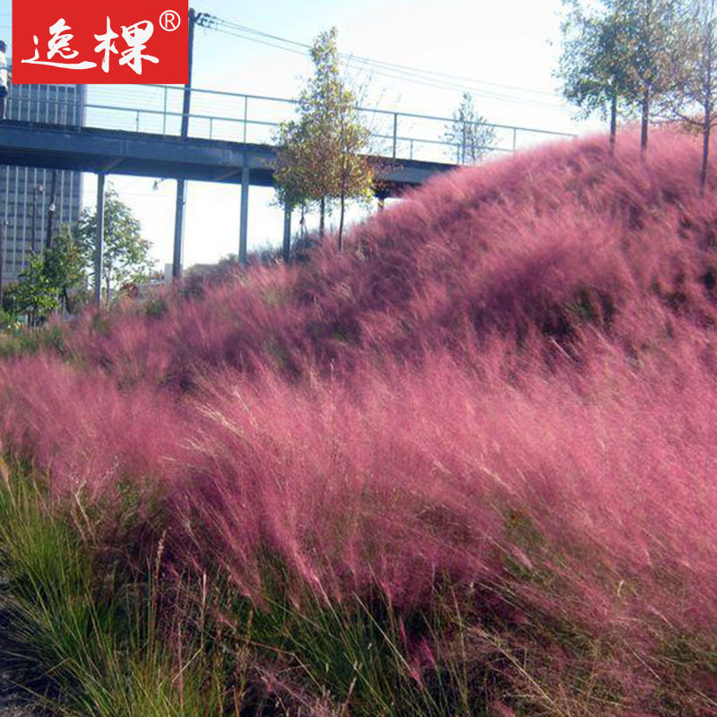 粉黛乱子草种子 庭院花镜花海种植 秋季变色  地被景观植物