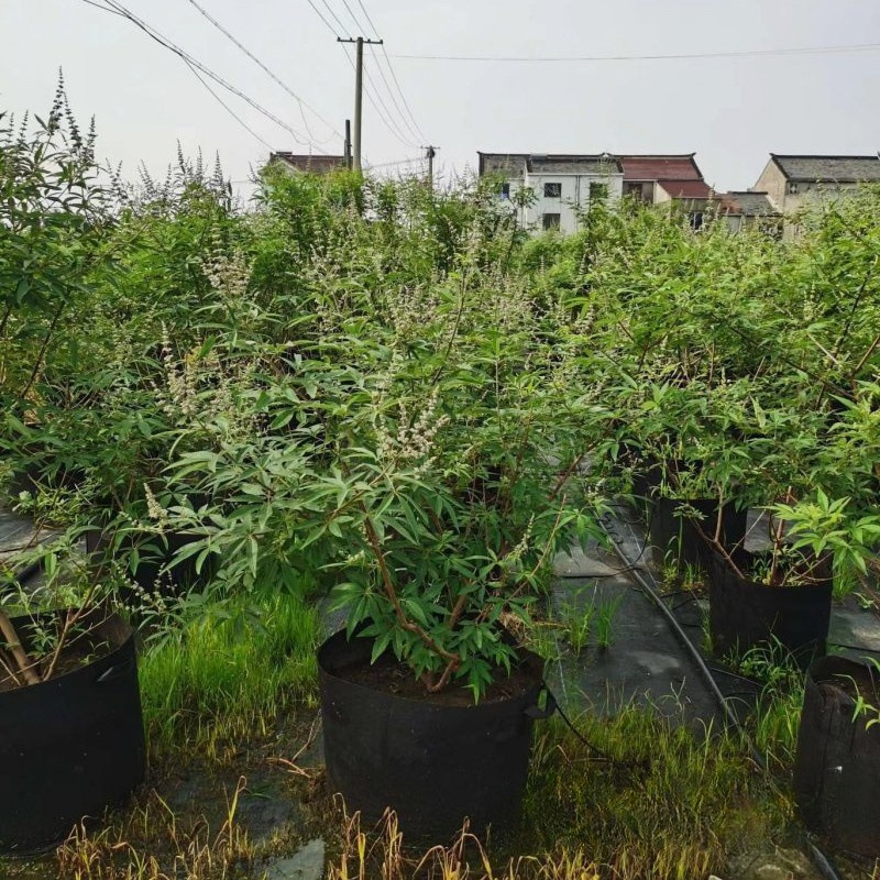 穗花牡荆 (3).jpg