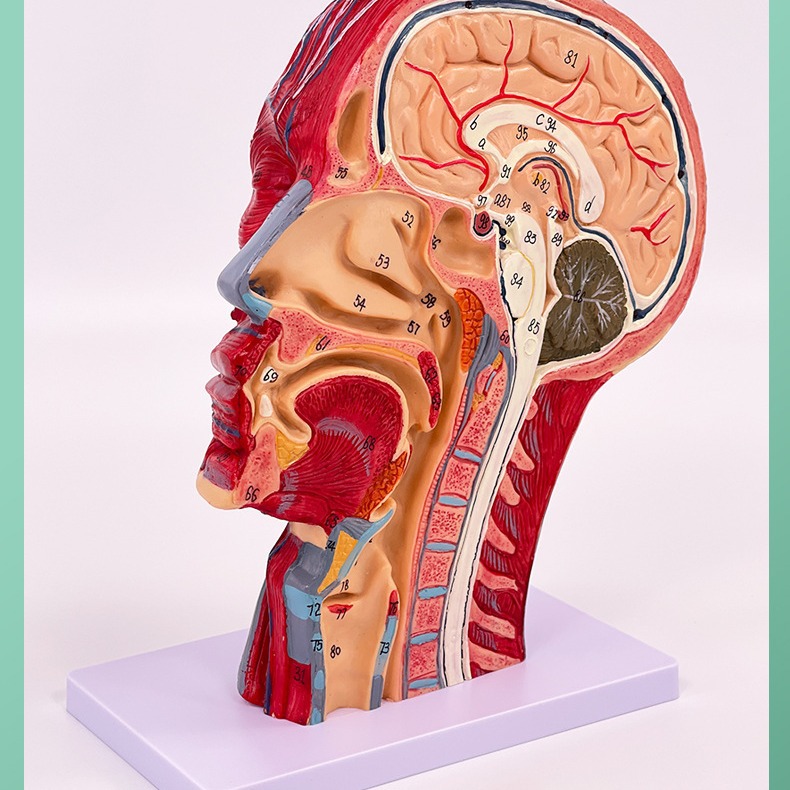 ����ͷ��ҽѧ����ͷ�Ǵ�������Ѫ��ģ���� �����沿��΢����