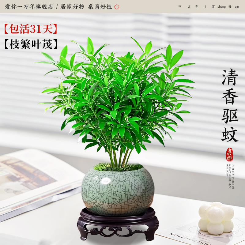 모기퇴치대나무와 편백나무 + 게가마 얼음깨진 도자기 대야 + 원형 베이스 (포장석 + 영양액 포함)