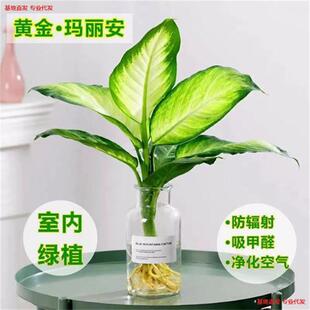 �����������f������������ˮ����B�����k���ҾGֲ�lؔ�S���y�ʺ�