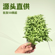微景观植物小盆栽展叶鸟巢蕨迷你diy水陆缸造景蕨类生态缸绿墙