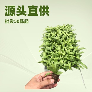Miniature Landscape Plant Small Potted Leafy Bird's Nest Fern DIY Terrarium and Aquascape Fern Ecological Tank Green Wall