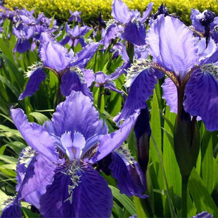 ɢ�b�{���Sβ�N�� �{���� ���� �Sβ ���Sβ������������l