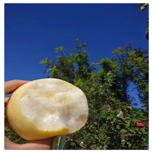 Now Dug and Found, Moisturizing Mail 1.0cm Pear Seedlings Qiuyue Pear Yulu Xiangshan Nongsu Pear Sapling Supply