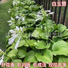 �������������޸�����ֲ��ͥԺ���@�ر����~�Gֲ����ͺ��ļ����B