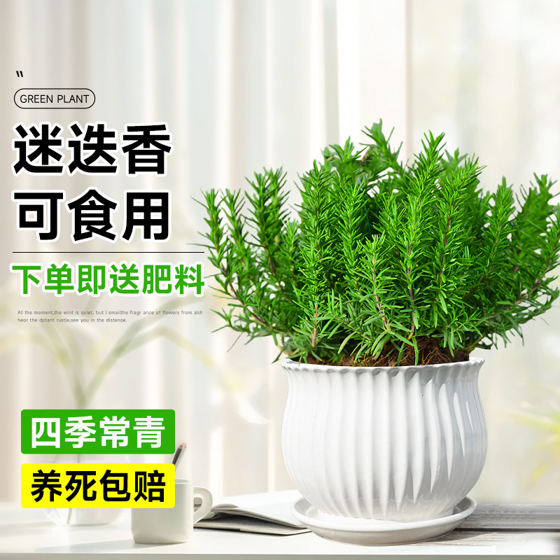 精選食品級迷迭香【白紋理盆】