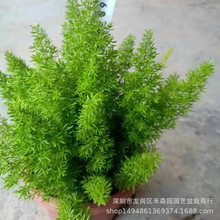 狐尾天门冬狐尾武竹狐尾天冬大盆栽绿植阳台花卉盆栽庭院绿植好养