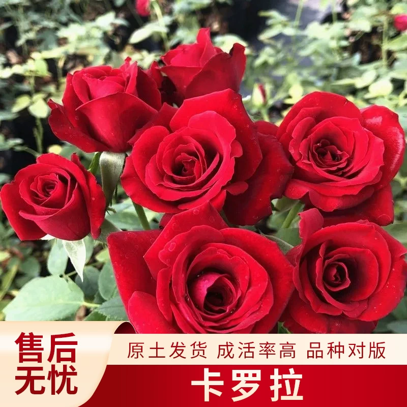 Большие красные розы Королла, высокорослые, в горшках, для балкона и двора, всесезонные, уличные рассады.