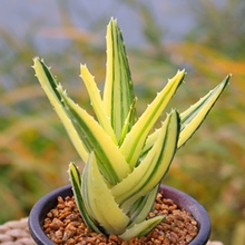 �J�C���Բ�ҹ���\�J�C�\����ֲ��ϡ�������ݗ�仨�����Ժ��B���]