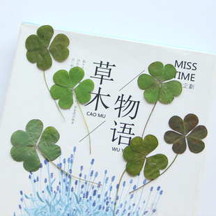 Love Clover Dried Flower Embossed Leaves Sticker DIY Material Bag Bookmark Photo Frame Dried Leaves Plant Specimen