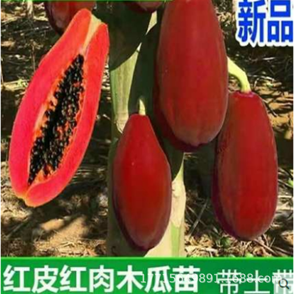 黄金海南冰糖牛奶矮化红心大青水果木瓜树苗南方四季种植当年结果